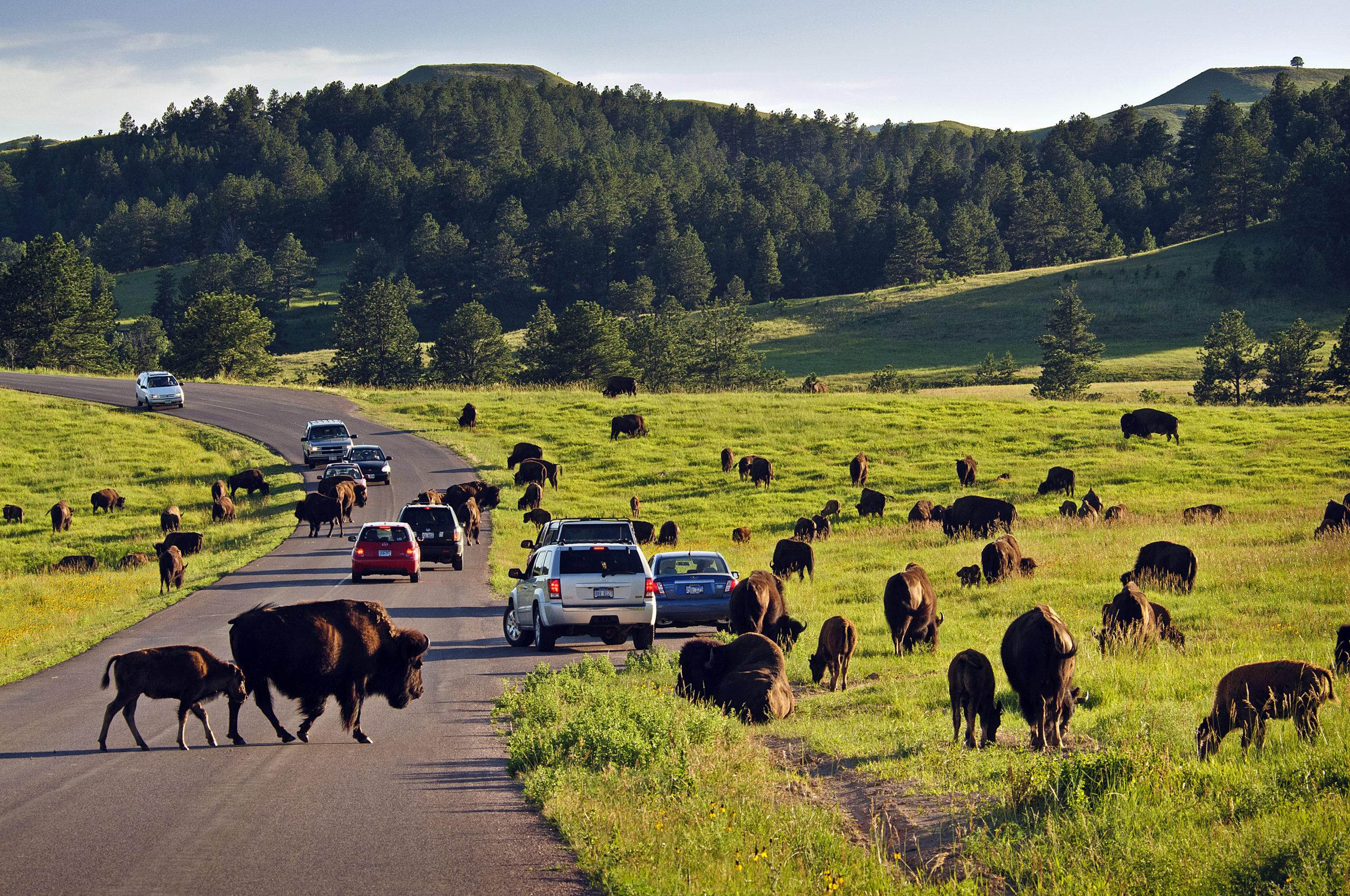 Custer State Park