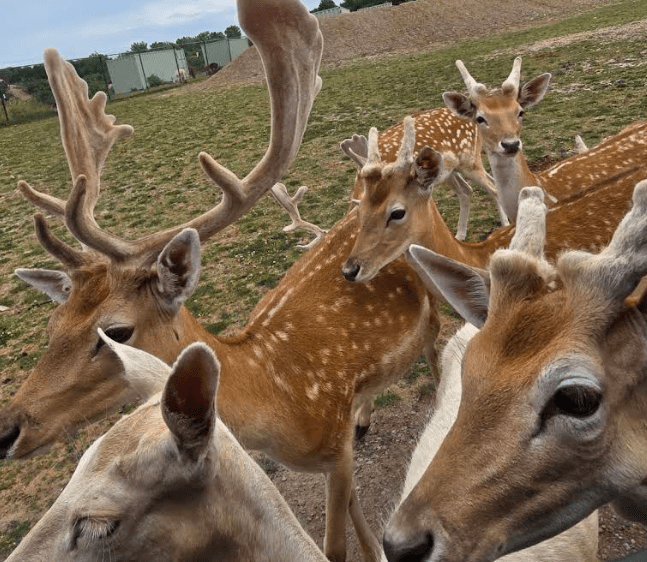 African Safari Wildlife Park