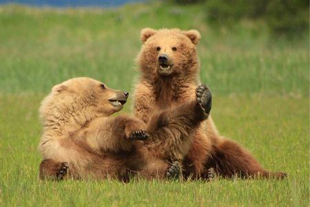 Alaska Bear Adventures