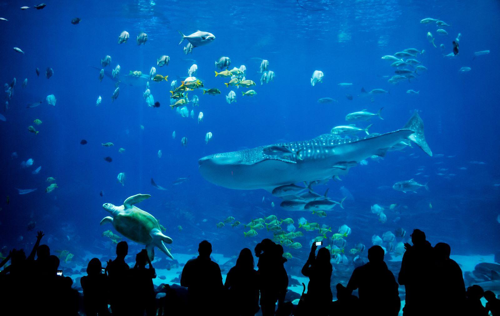 Ripley's Aquarium of Myrtle Beach