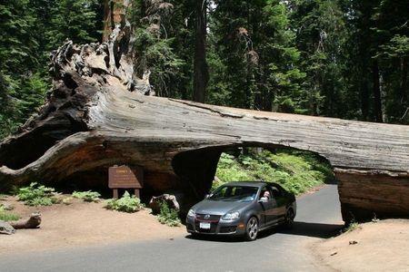 Sequoia National Park's Tunnel Log