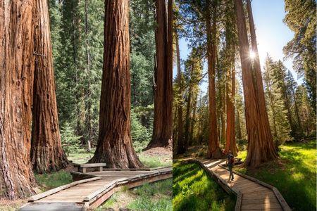 Big Trees Trail