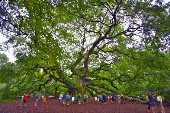 Angel Oak Tree