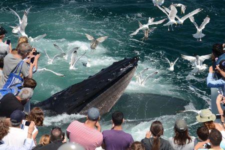 New England Aquarium