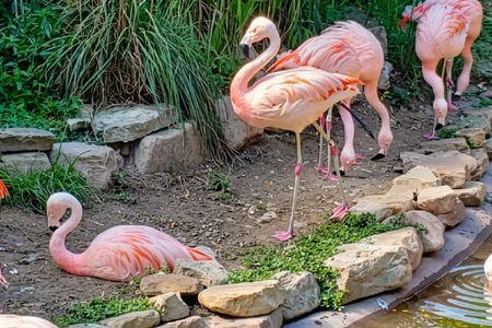 Akron Zoo