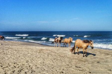 Chincoteague Island