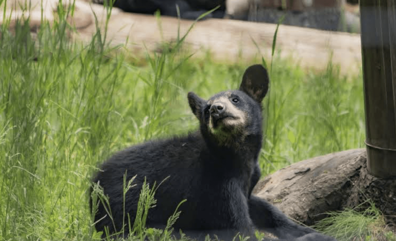 Alaska Zoo