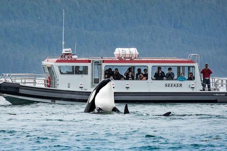 Whale Watching