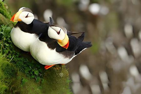 Alaska Maritime National Wildlife Refuge