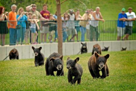 Bear Country USA