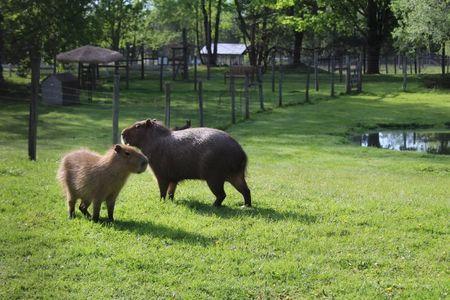 Fort Rickey Discovery Zoo