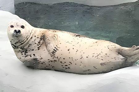Alaska Zoo