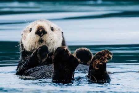 Sitka Wonders