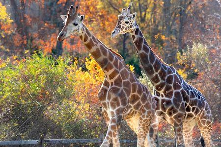 Cape May County Park & Zoo