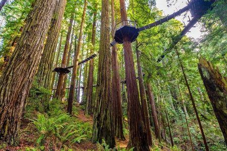 Sequoia Park & Redwood Sky Walk
