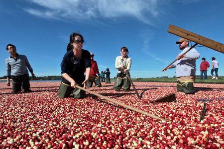 Wetherby Cranberry
