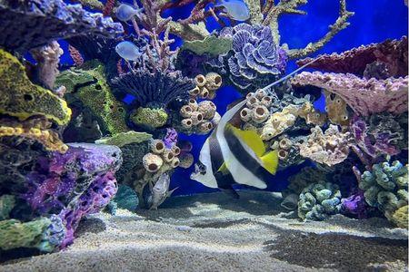 Aquarium of Niagara