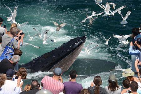 New England Aquarium