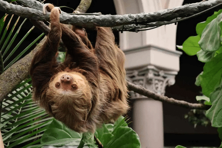 Saint Louis Zoo