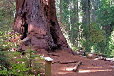 Nelder Grove / Shadow of the Giants