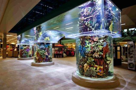 Scheels' Aquarium