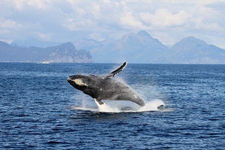Whale Watching
