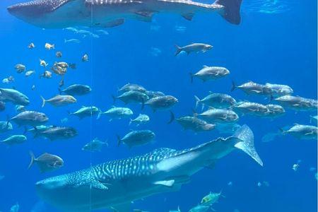 Georgia Aquarium